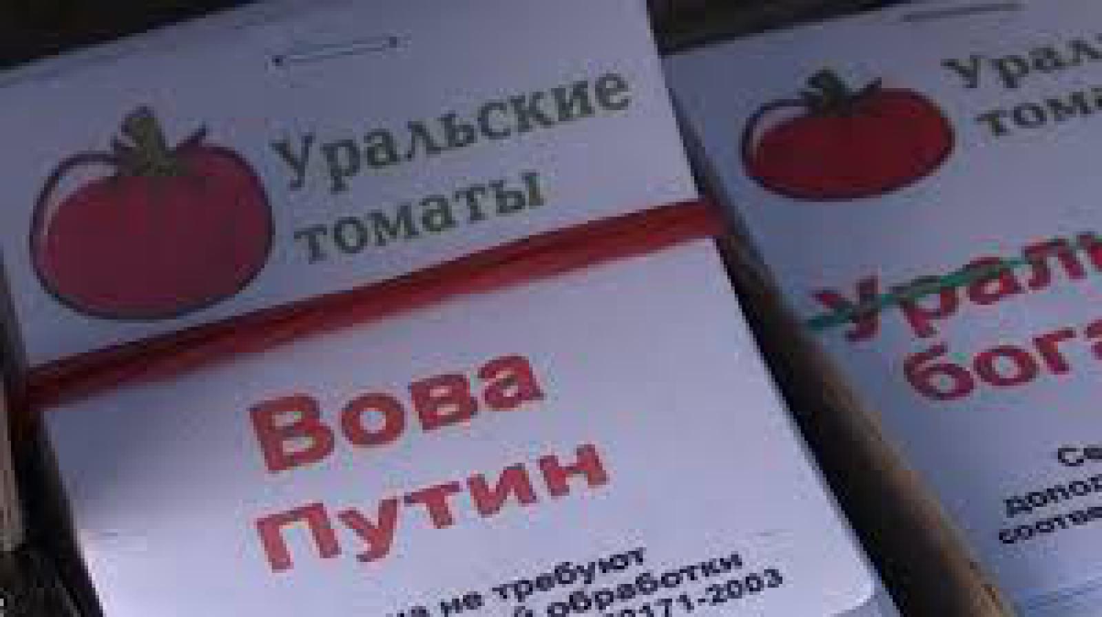 Помидоры Путин Вова помидоры сорт