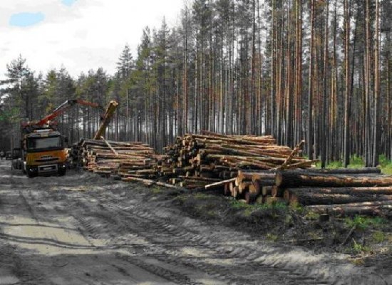 Билимбаевское лесничество Гилев