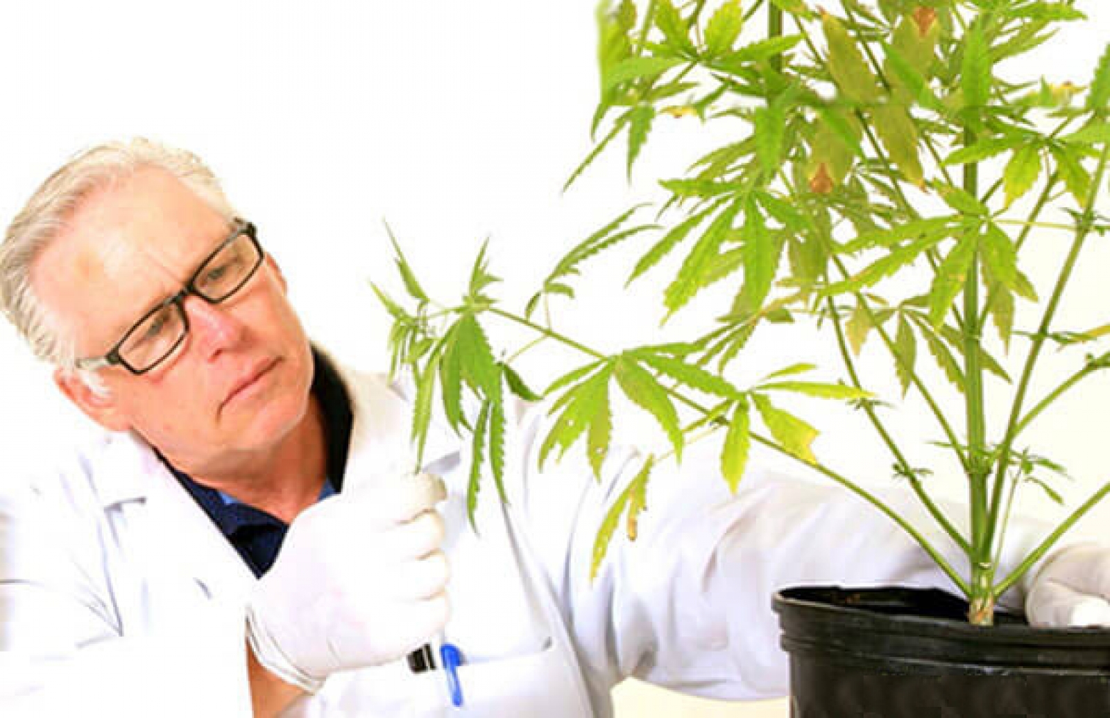 научное исследование марихуаны