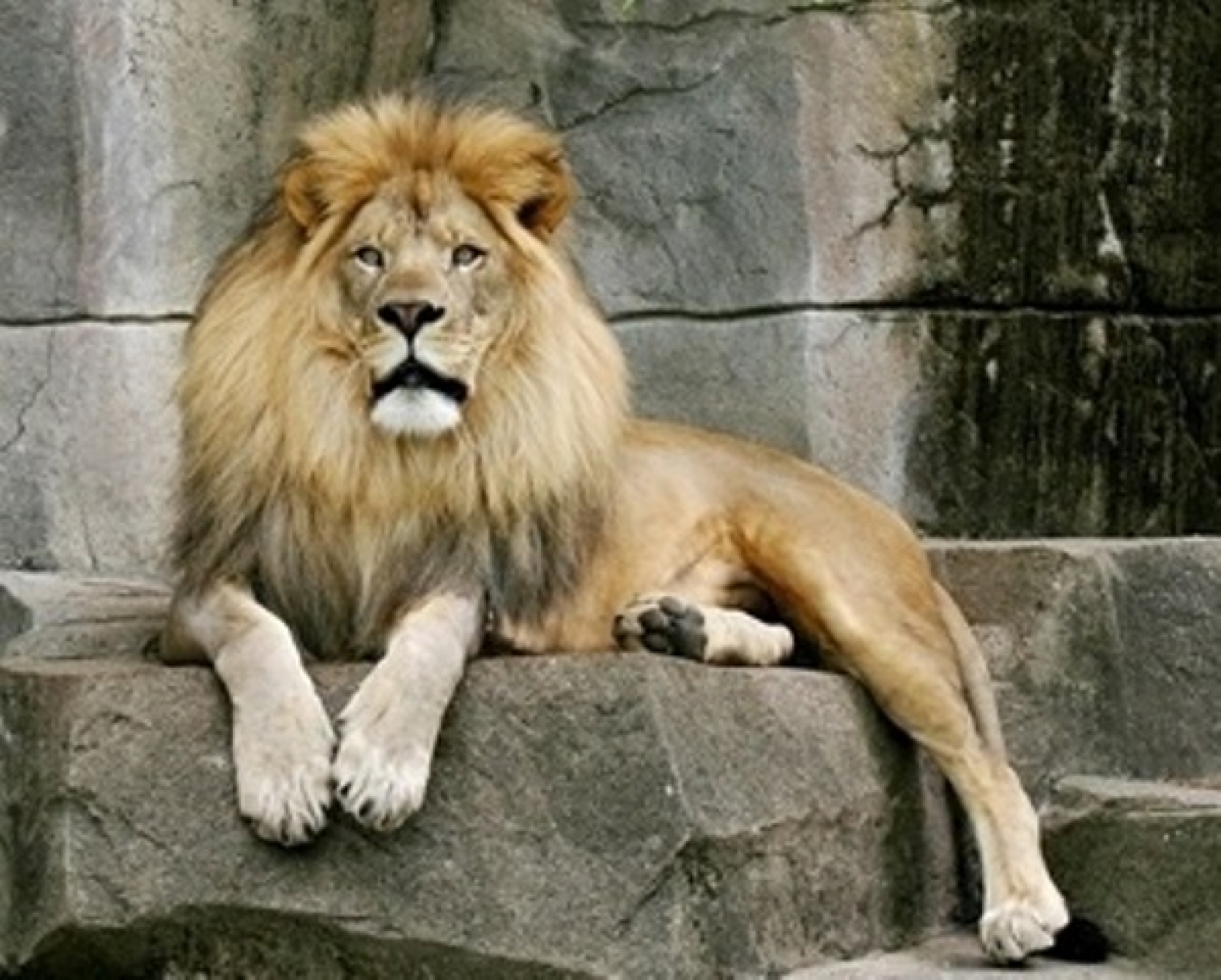 лев в зоопарке