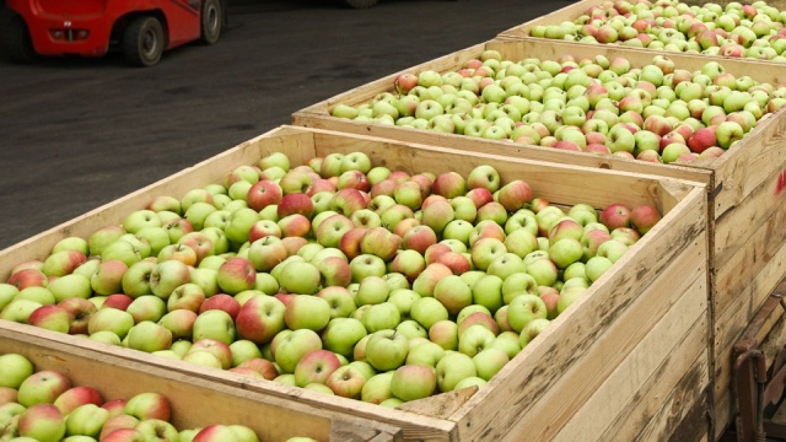 Доставка яблок по россии. Ящик с яблоками. Коробка с яблоками. Много яблок. Польские яблоки.