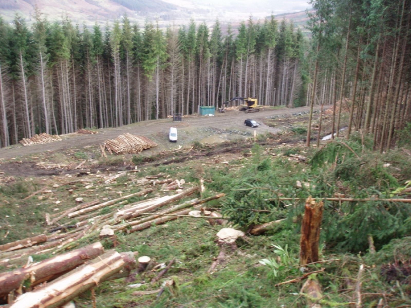 Проблемы лесного хозяйства