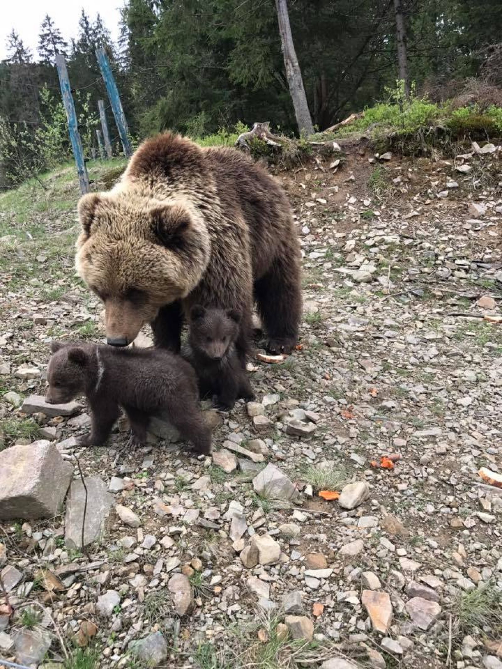 Фотографии Маленьких Медвежат