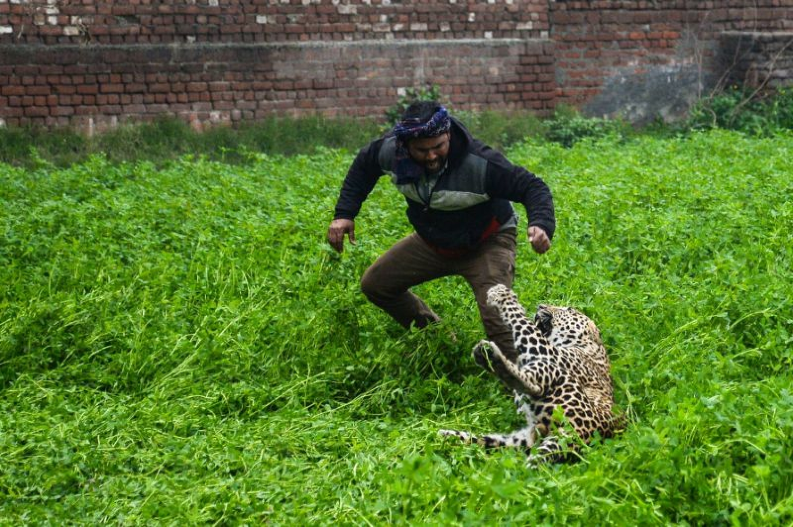 Про животных нападение. Ягуар нападает на человека. Нападающий леопард. Нападения леопардов на людей.