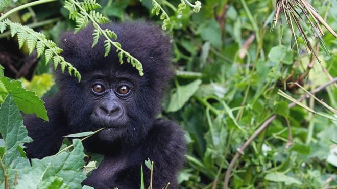 В Африке человекообразных обезьян закрывают на карантин из-за коронавируса