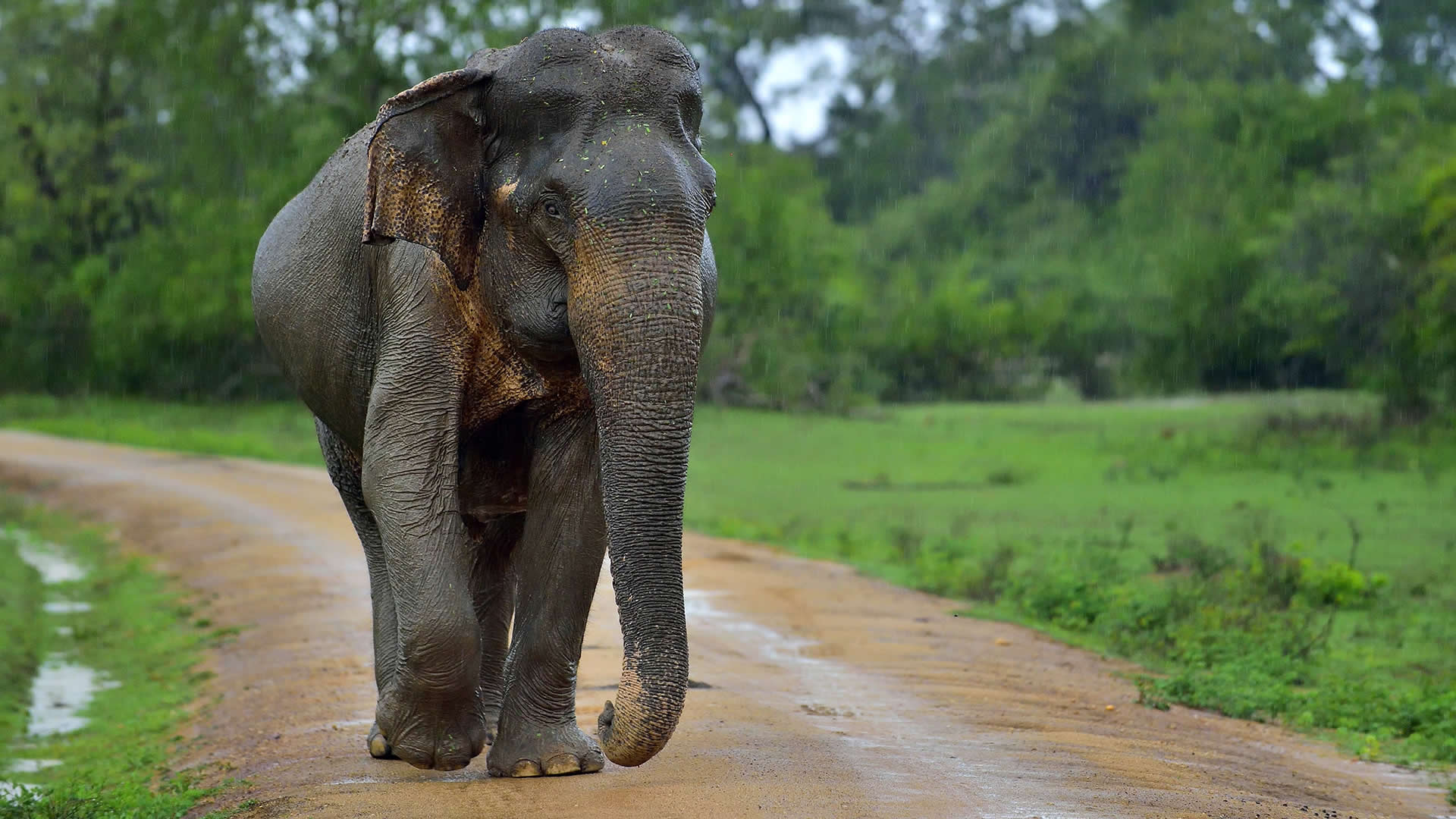 На Шрі-Ланці хочуть заборонити імпорт пластикових виробів заради захисту слонів