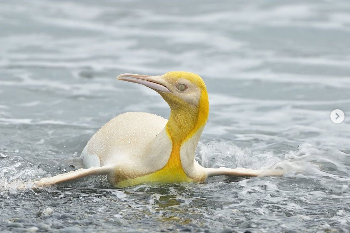 Сенсация. Впервые в мире в объектив попал желтый пингвин (ФОТО) 1