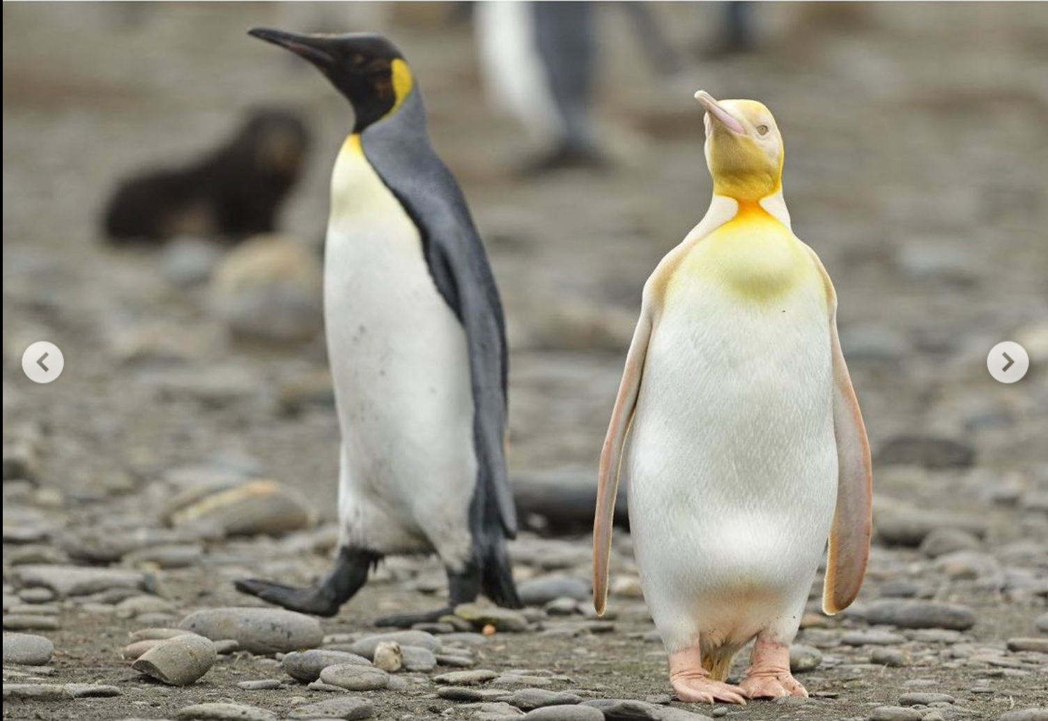 Сенсация. Впервые в мире в объектив попал желтый пингвин (ФОТО) 3