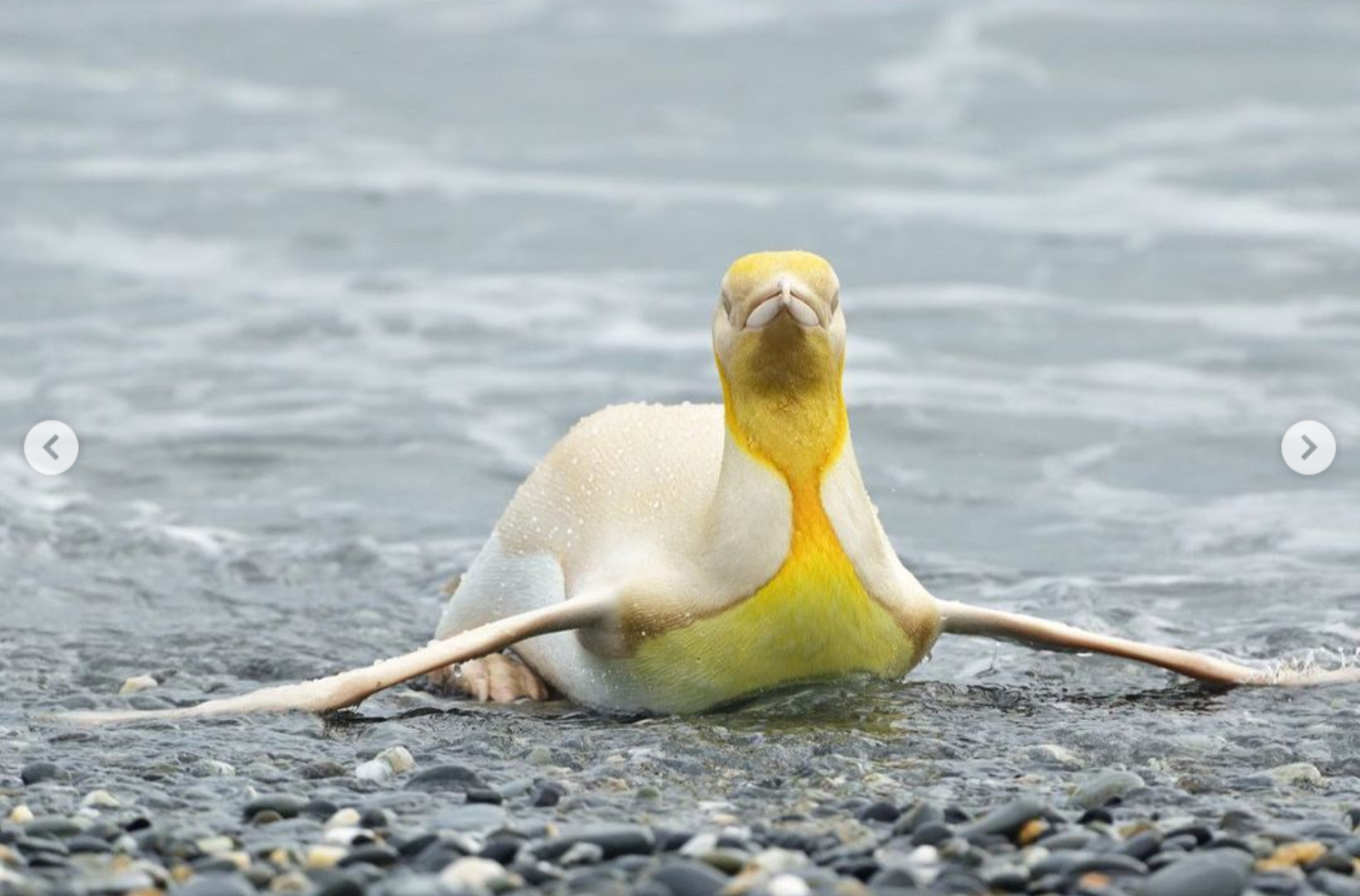 Сенсация. Впервые в мире в объектив попал желтый пингвин (ФОТО) 5