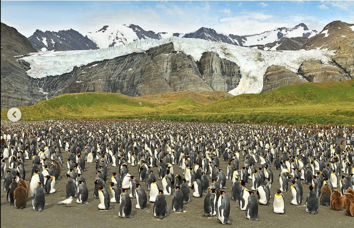 Сенсация. Впервые в мире в объектив попал желтый пингвин (ФОТО) 7