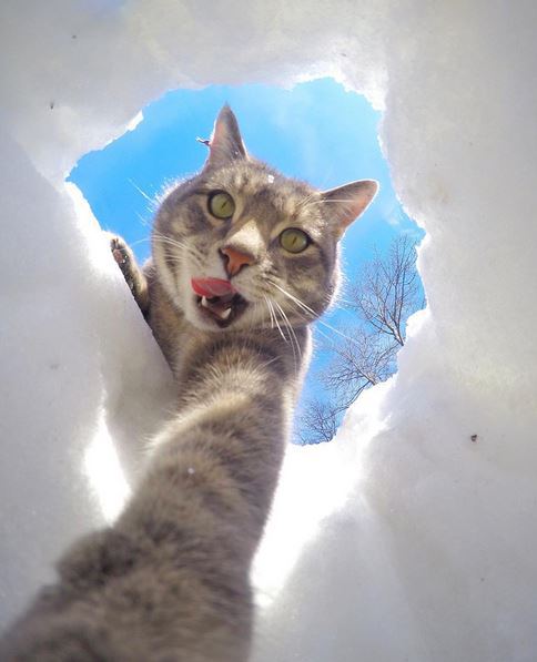 manny the selfie cat yoremahm 2