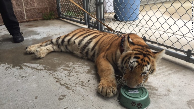 160422023256 tiger found in texas exlarge 169