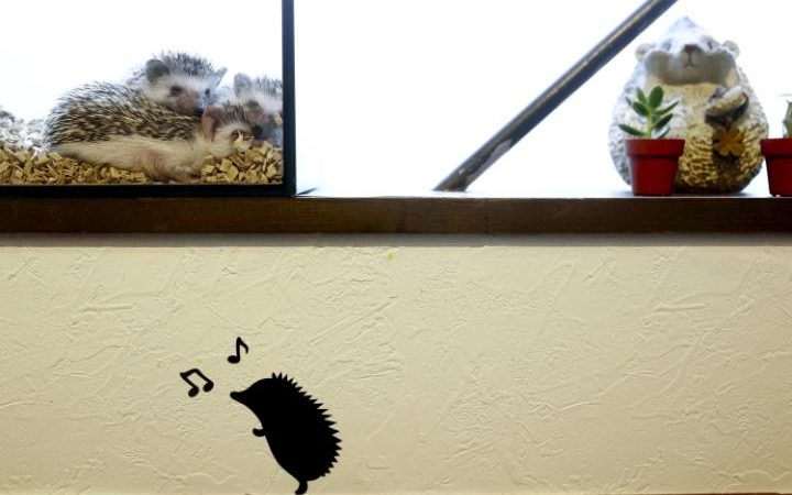 94805929 Hedgehogs sit in a glass enclosure at the Harry hedgehog cafe in Tokyo Japan April 5 2016 I large transwRnwQ0KgCqCTKamrqQKaYmnrOeeELmwwcvioEuXS7yg