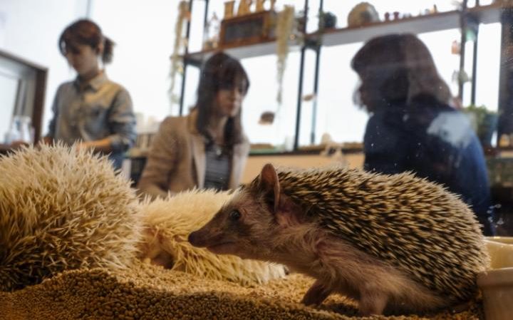 94805930 Hedgehogs sit in a glass enclosure at the Harry hedgehog cafe in Tokyo Japan April 5 2016 I large transZgEkZX3M936N5BQK4Va8RQJ6Ra64K3tAxfZq0dvIBJw