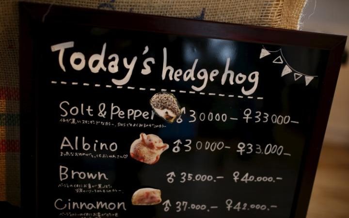 94806053 A board shows a selection of hedgehogs for sale at the Harry hedgehog cafe in Tokyo Japan A large transZgEkZX3M936N5BQK4Va8RTgjU7QtstFrD21mzXAYo54