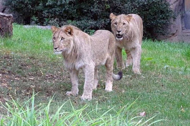 two young lions majo and motshegetsi