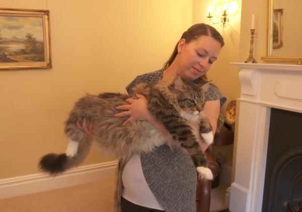 Nearly 4 foot long cat in UK named worlds longest