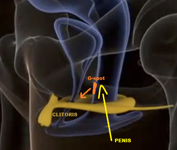 G spot clitoris and vagina