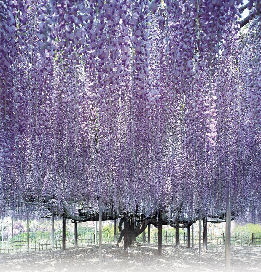 tochigi wisteria festival japan 58e5eb5ecdd48 880