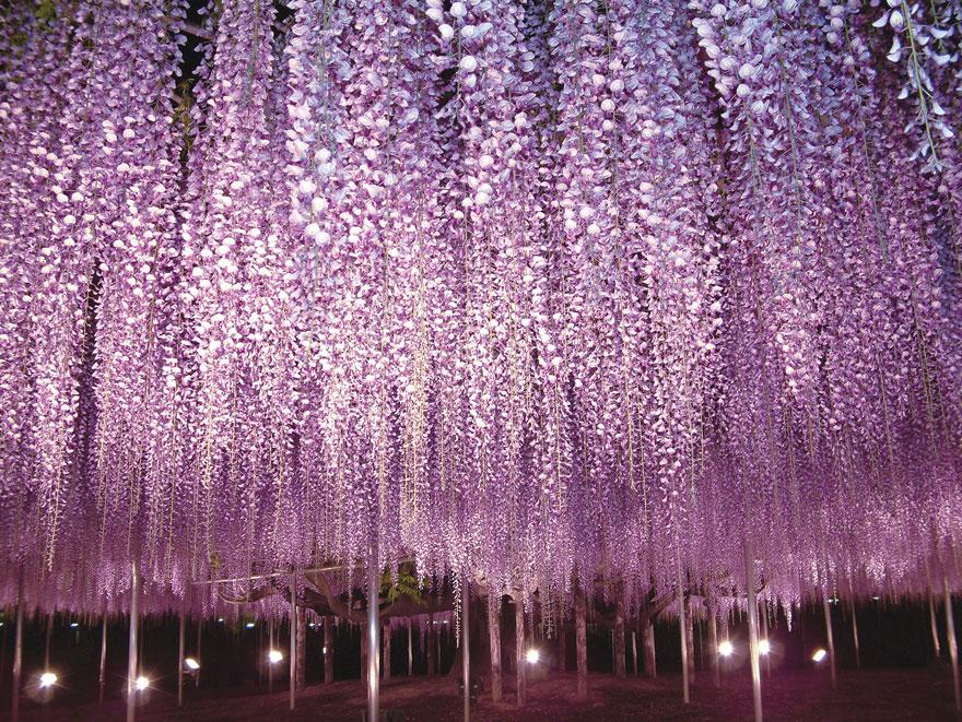 tochigi wisteria festival japan 58e5eb611c219 880