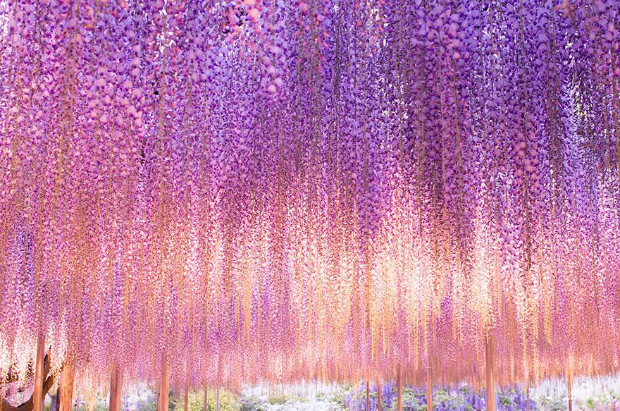 tochigi wisteria festival japan 58e5f6fcad7e6 880