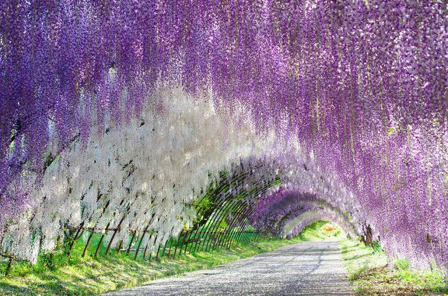 tochigi wisteria festival japan 58e600ddeffc3 880