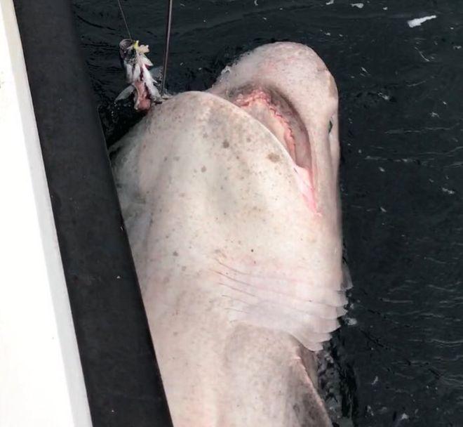 В Ирландии поймали шестижаберную акулу невиданных размеров