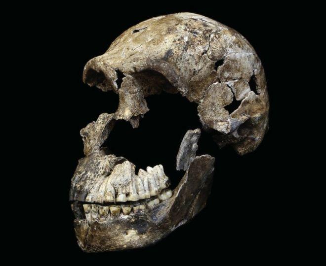 3D модель черепа Homo naledi