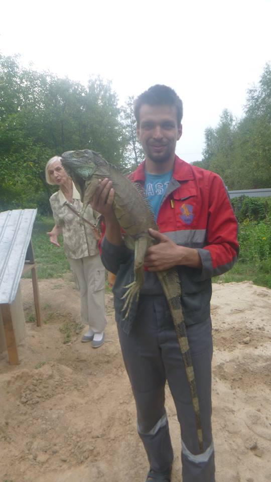 В Киевской области на огороде нашли игуану
