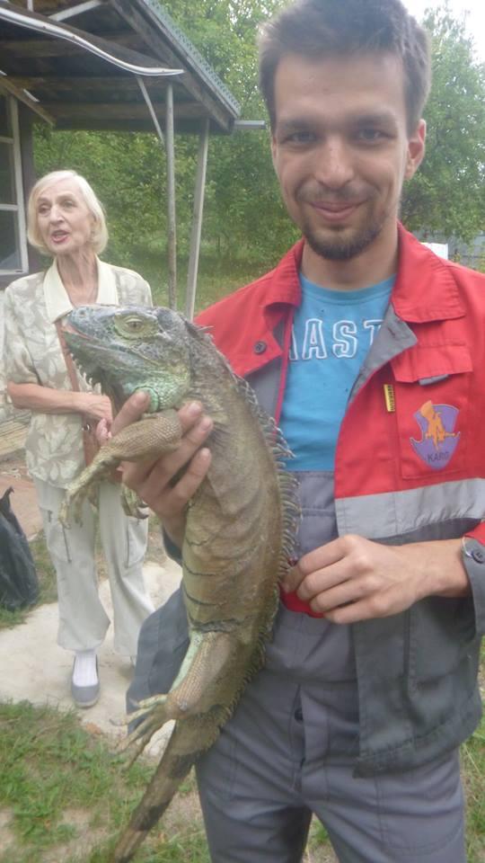В Киевской области на огороде нашли игуану