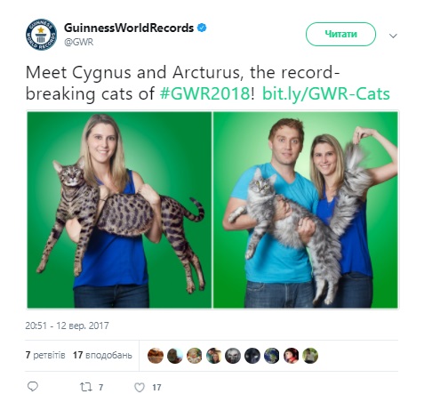 Коты