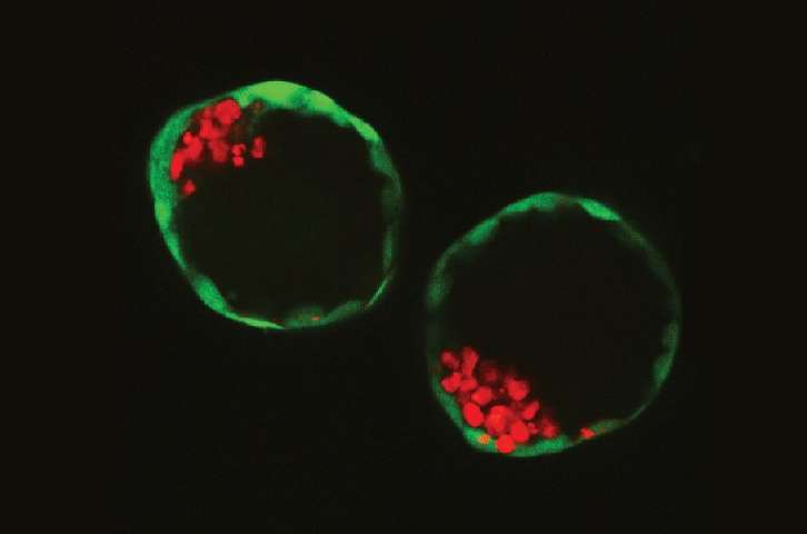 эмбрионы1