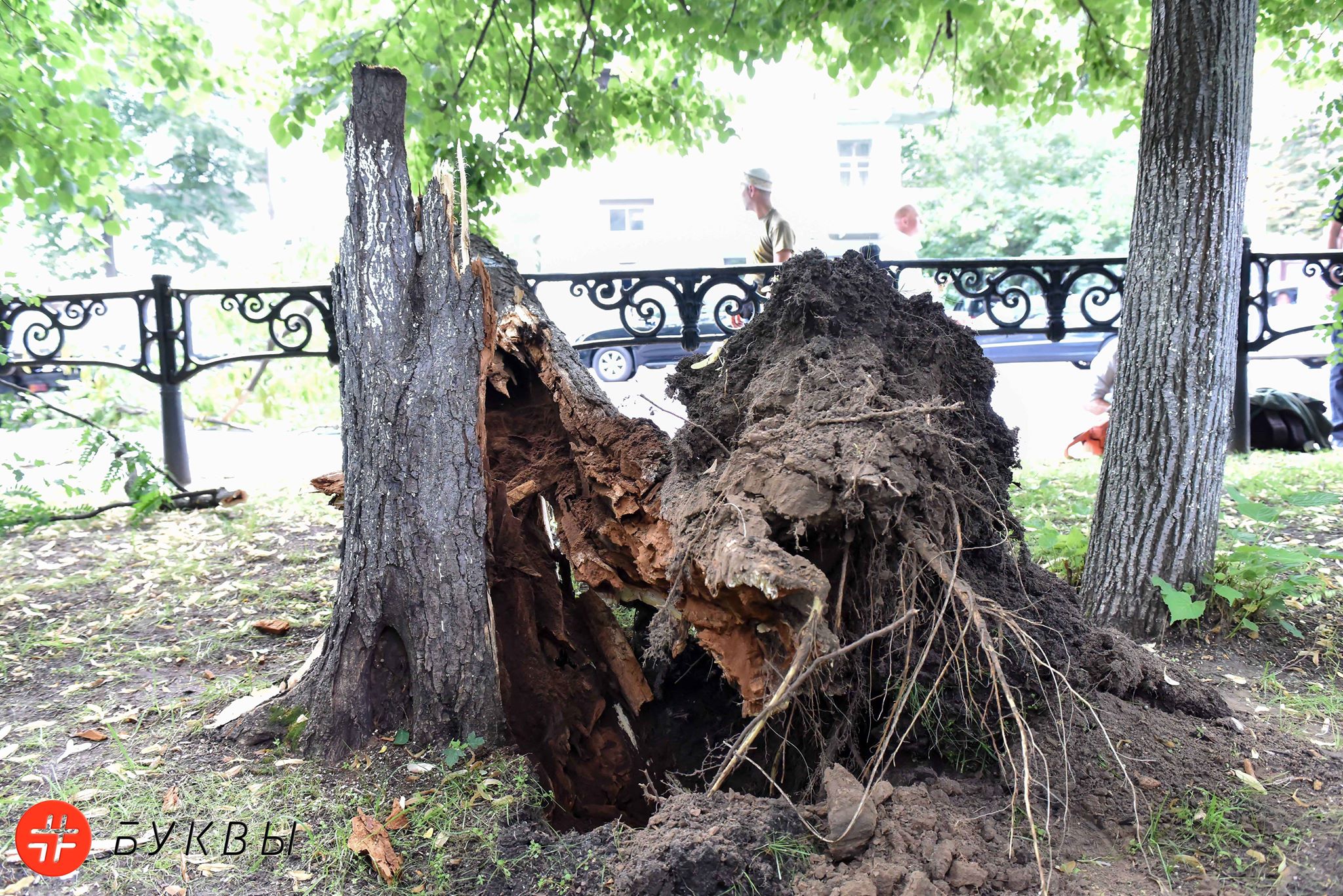 В центре Киева упало дерево.