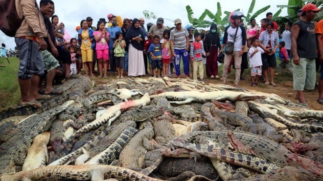 Индонезия_убийство крокодилов
