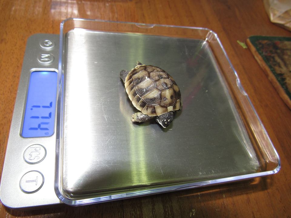 черепаха7