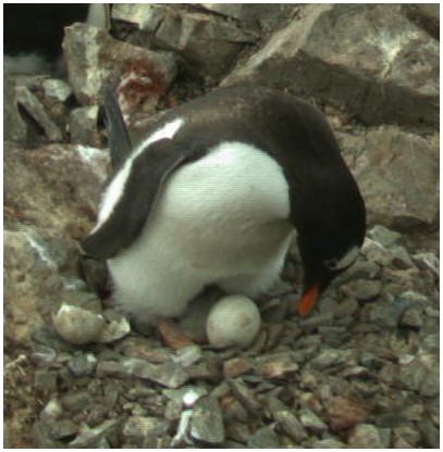 Пингвины2
