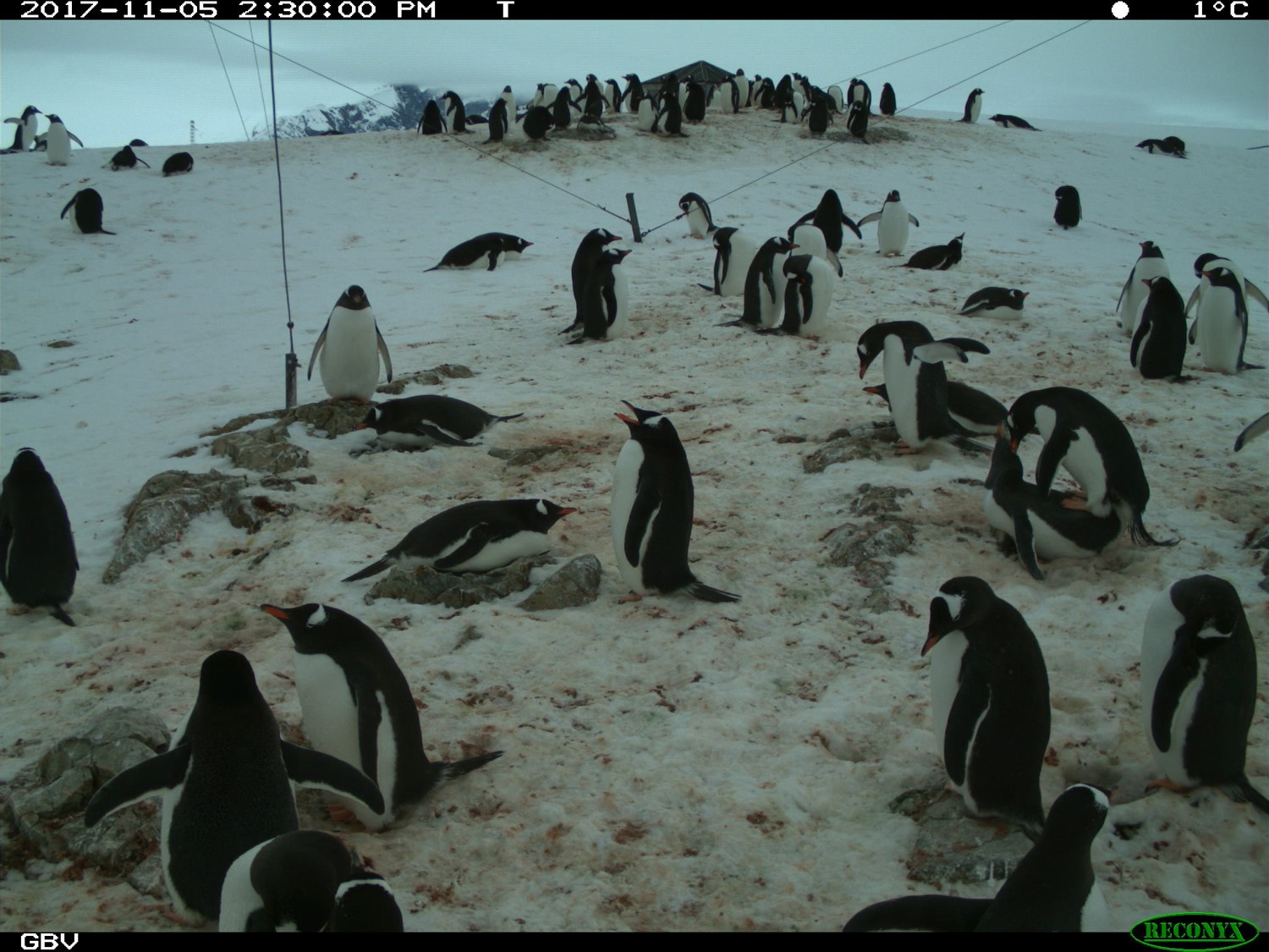 Пингвины3