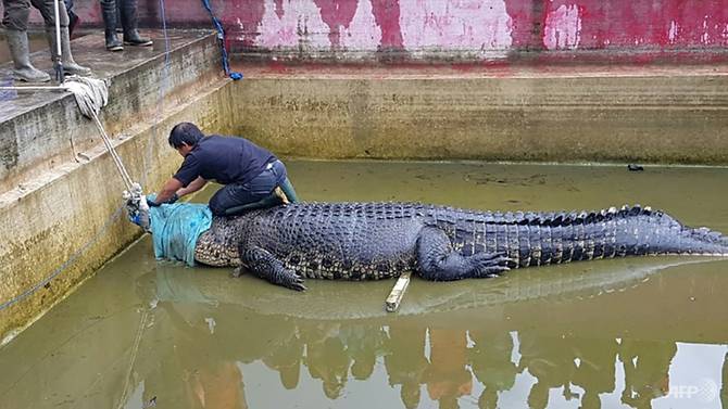индонезия_крокодил