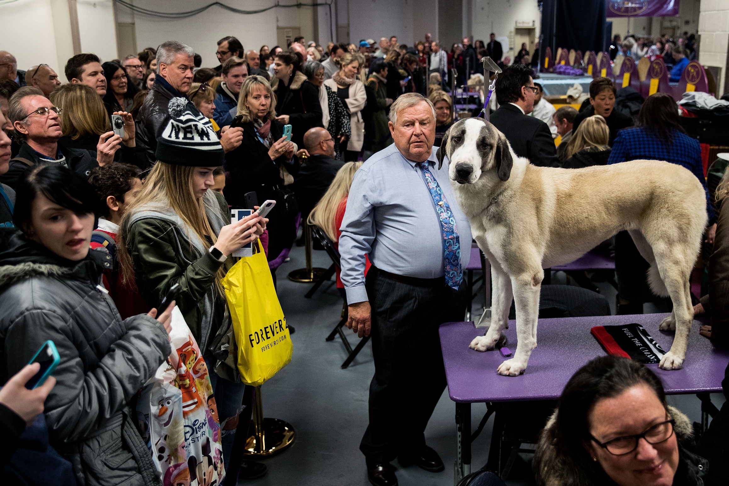 Australian Shepherd Westminster Dog Show
