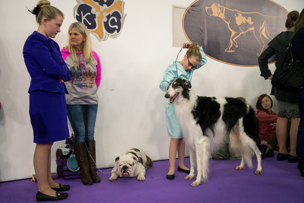 Bulldog and Borzoi Westminster Dog Show