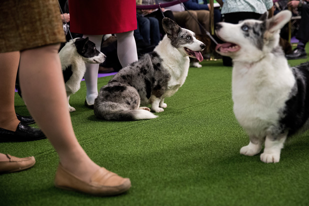 Corgi Westminster Dog Show