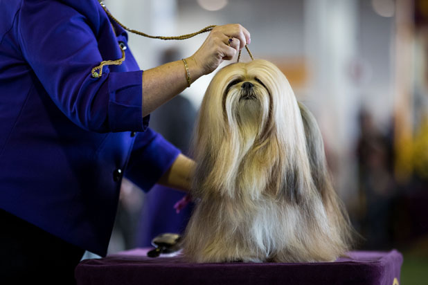 Lhasa Apso Westminster Dog Show