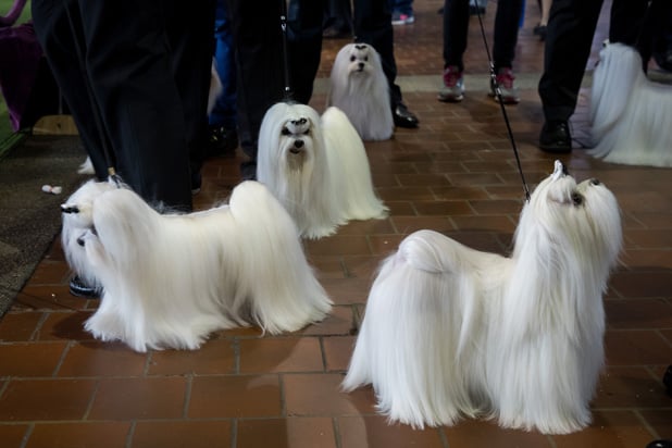 Maltese Westminster Dog Show