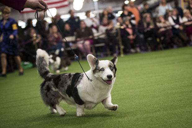 Pembroke Corgi Westminster Dog Show