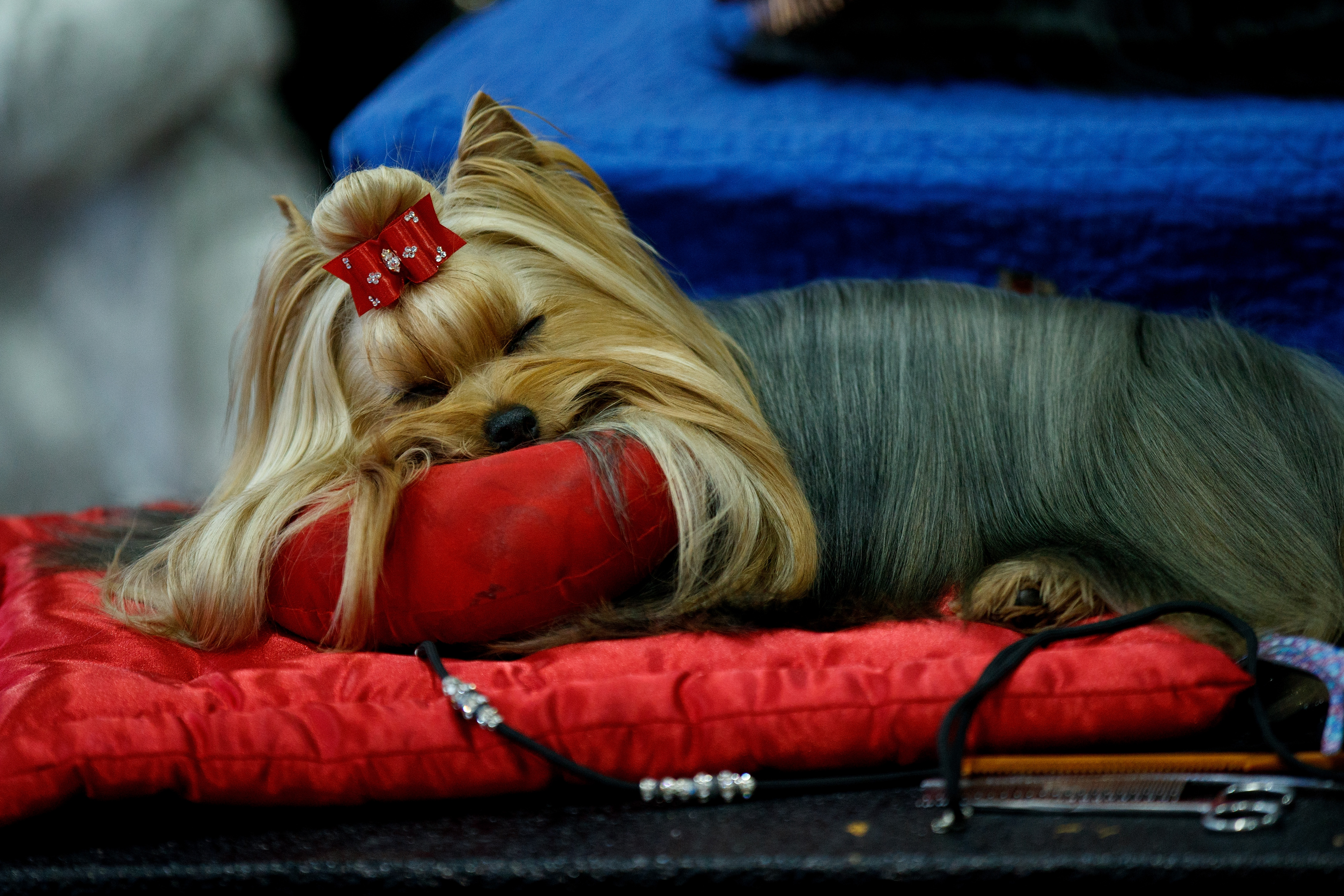 Yorkishire Terrier Sleeping Westminster Dog Show