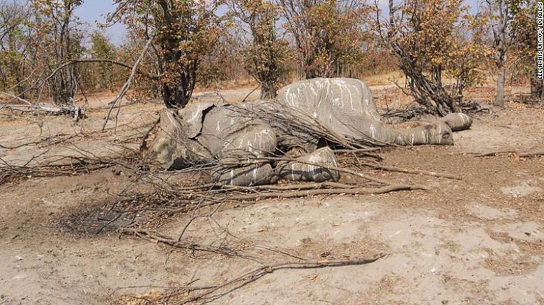  botswana elephant remains 