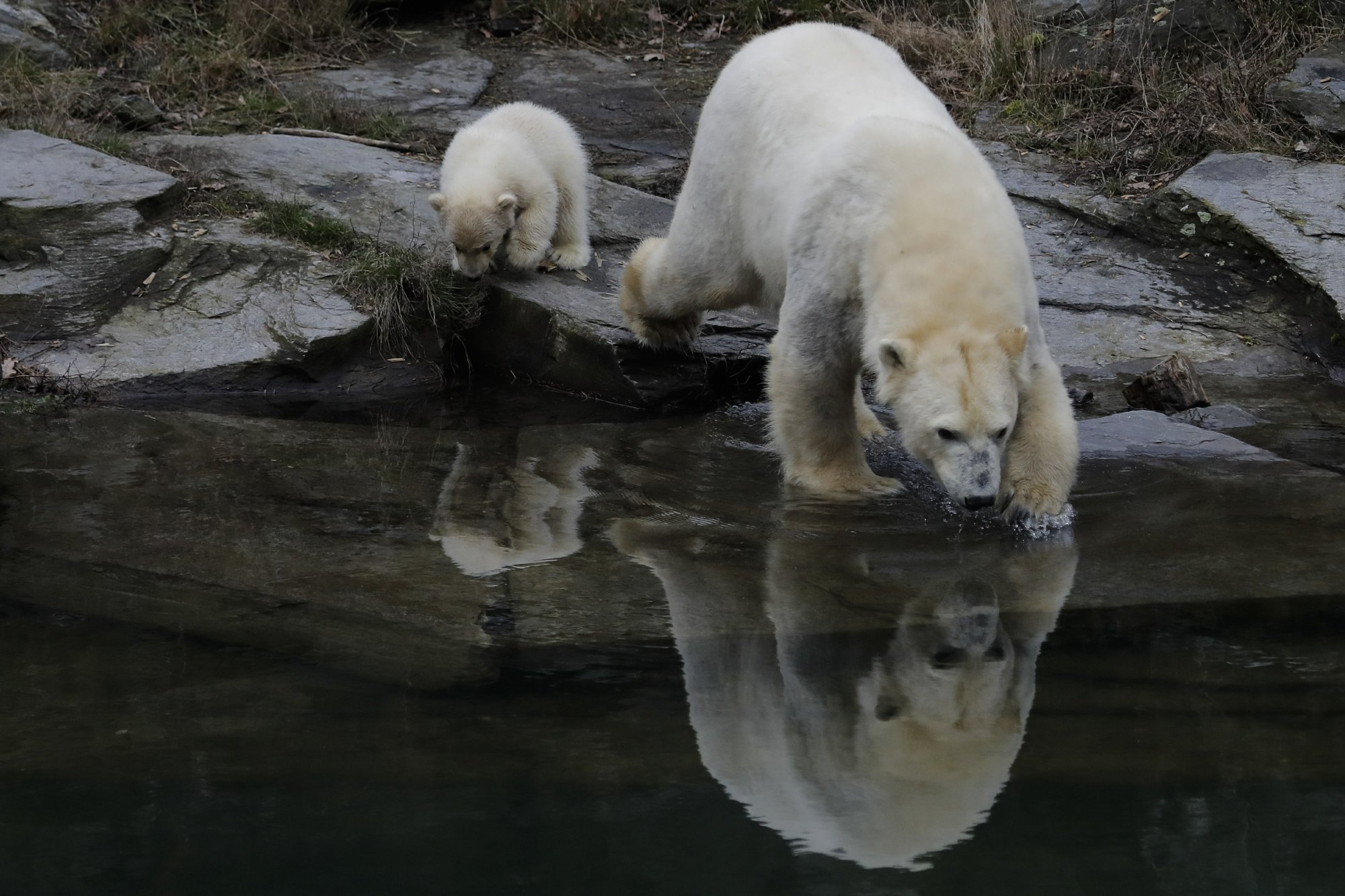 Bear december. Белый медведь в берлинском зоопарке. Енисей белые медведи. Медведи на Енисее. Белые медведи на реке Енисей.