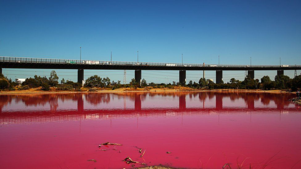 розовое озеро_мельбурн
