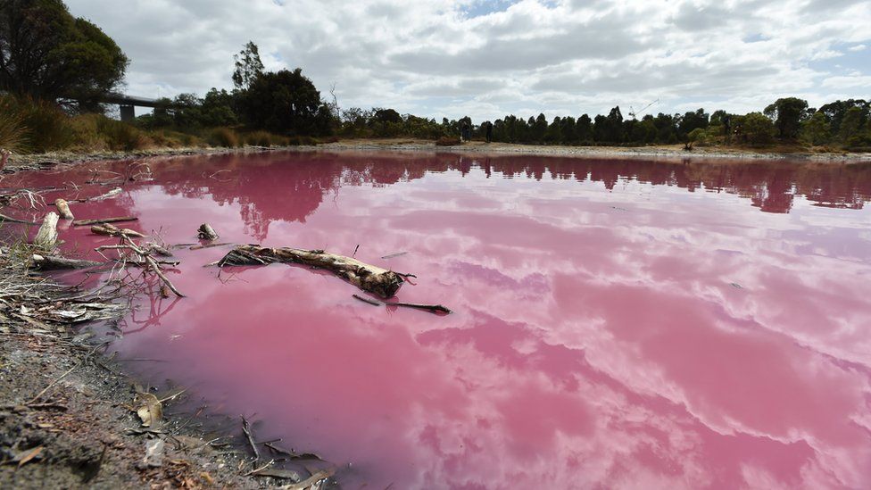 розовое озеро_мельбурн
