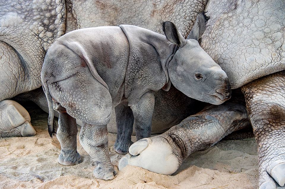 носорог1